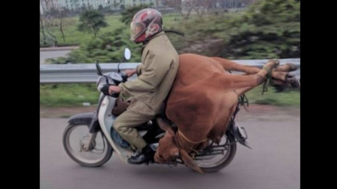 Viral pemotor angkut sapi pakai motor.