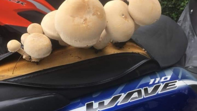 Jok sobek jadi tempat tumbuh jamur raksasa