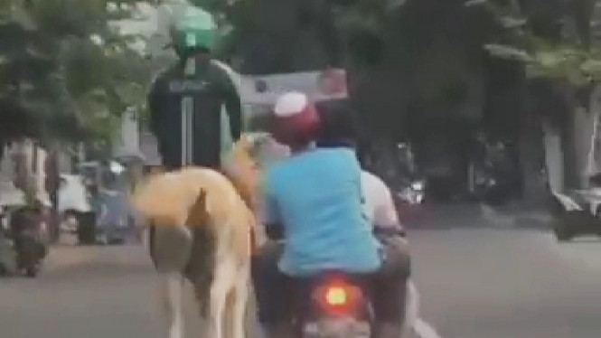 Driver Ojol Naik Kuda