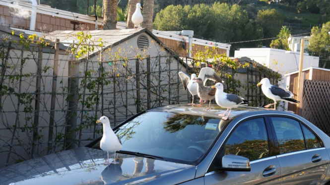 Mobil Dihinggapi Burung