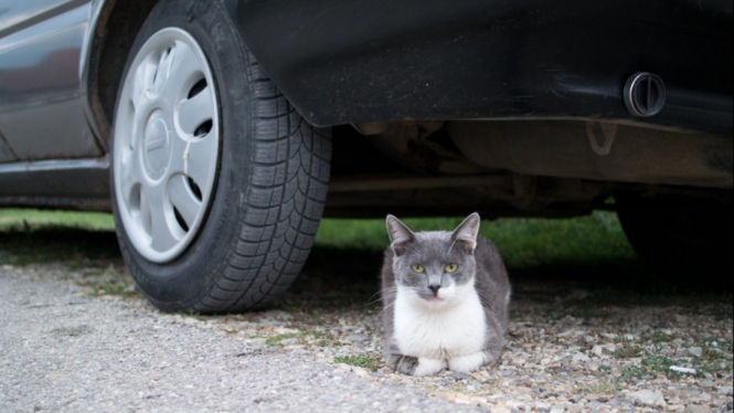 Alasan kucing suka di kolong mobil