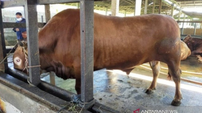 Sapi limosin Presiden Jokowi