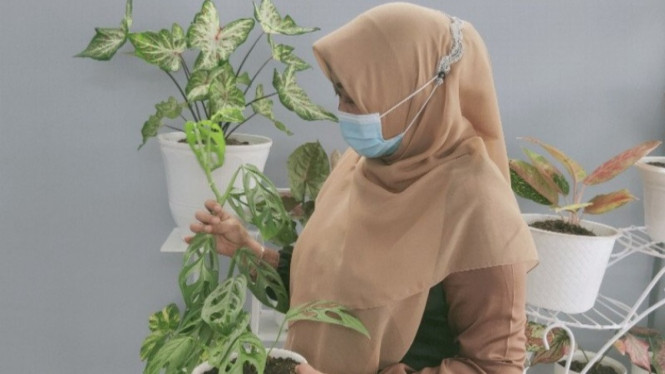 Tanaman Janda Bolong milik istri Bupati