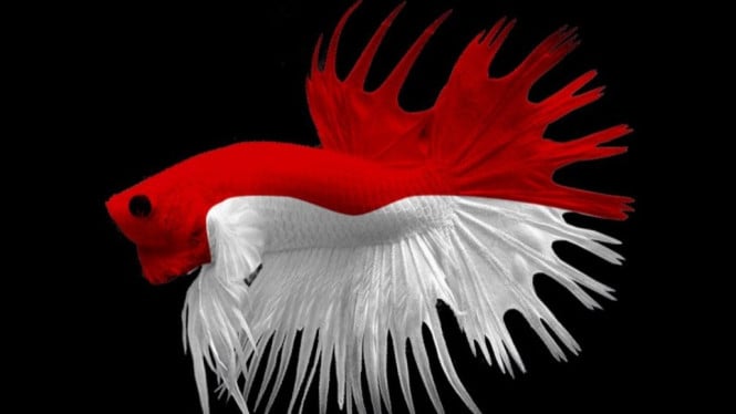 Ikan Cupang seharga motor NMAX