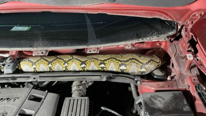 Mobil ada ular