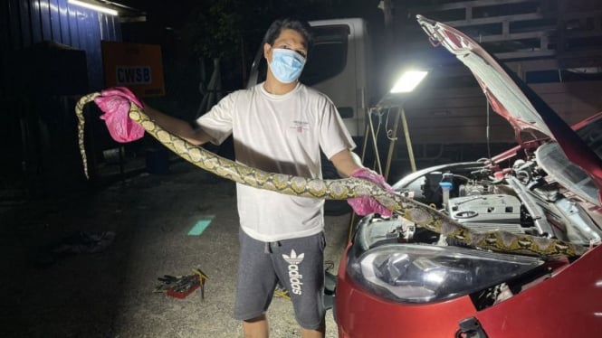 Mobil ada ular