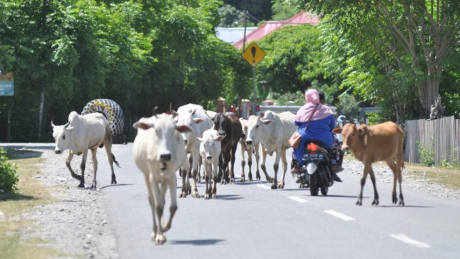 Hewan Ternah Nyebrang Jalan. Foto: Antara.