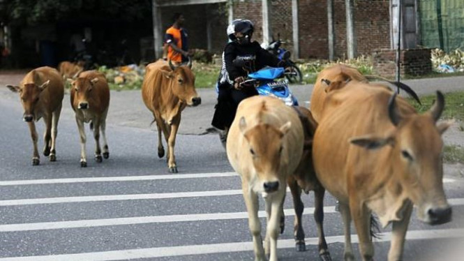 Hewan Ternah Nyebrang Jalan. Foto: Antara.