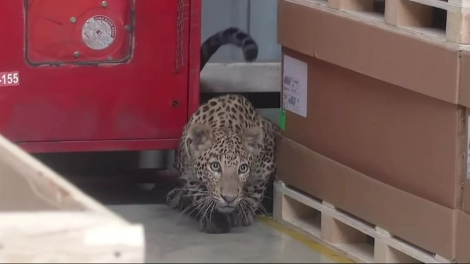 Macan tutul sembunyi di pabrik Mercedes-Benz.