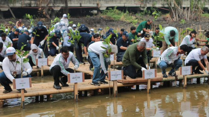 Aktivitas penanaman ribuan pohon mangrove oleh Yamaha