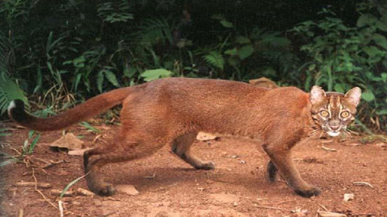 Mini Zoo Tirta Gupti Viral, Ini Tanggapan Kostrad - Krjogja