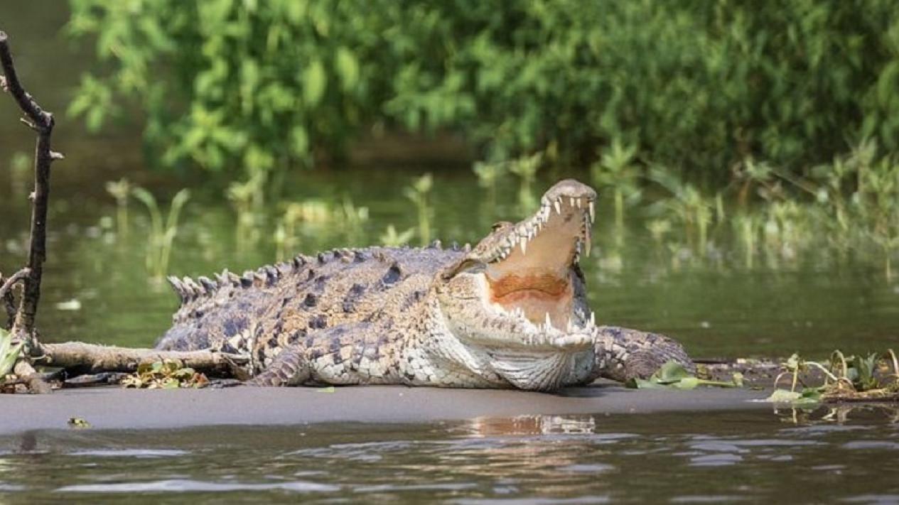 Seorang Pria Diterkam Buaya saat Memancing di Sungai