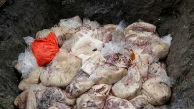 Penyelundupan-ratusan-kilo-daging-babi