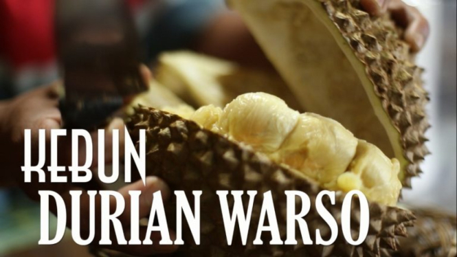 Kebun durian Warso