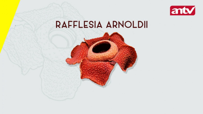 RAFFLESIA ARNOLDII new