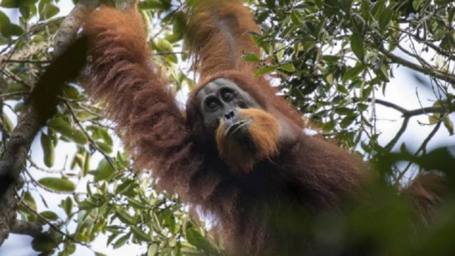 orangutan 1