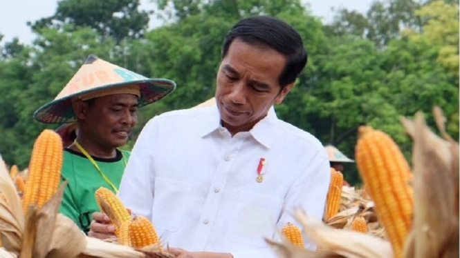 Jokowi Panen Jagung