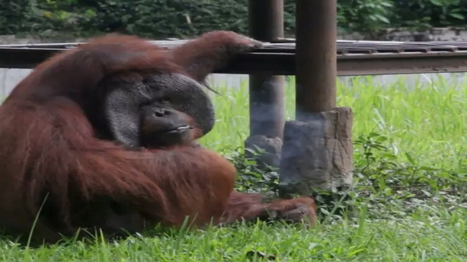 Viral Orang Utan Merokok di Kebun Binatang Bandung