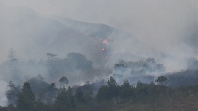 10 Hektar Lahan Hutan Taman Nasional Gunung Ciremai Terbakar