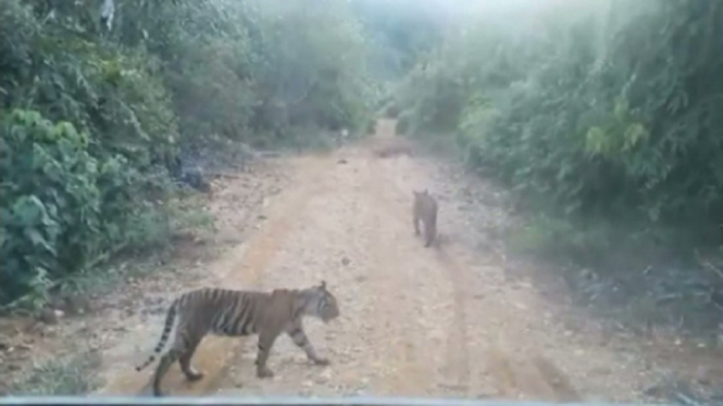 Warga Padang Lawas Resah, Harimau yang Terkam Warga Belum Tertangkap