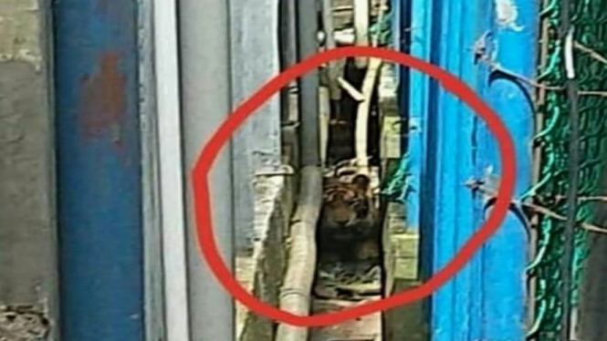Warga Dihebohkan Kemunculan Harimau di Pasar