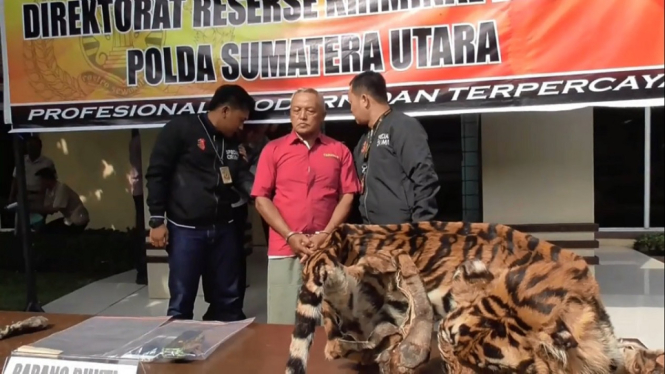 Penjual Kulit Harimau dan Macan Langka Diringkus