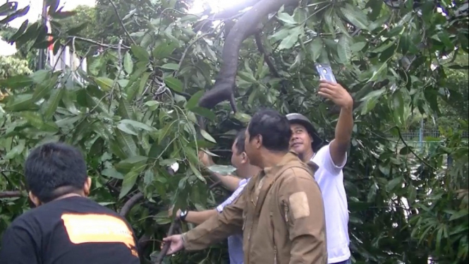 Hujan Angin, Pohon Mangga Tumbang Timpa Sepeda Motor