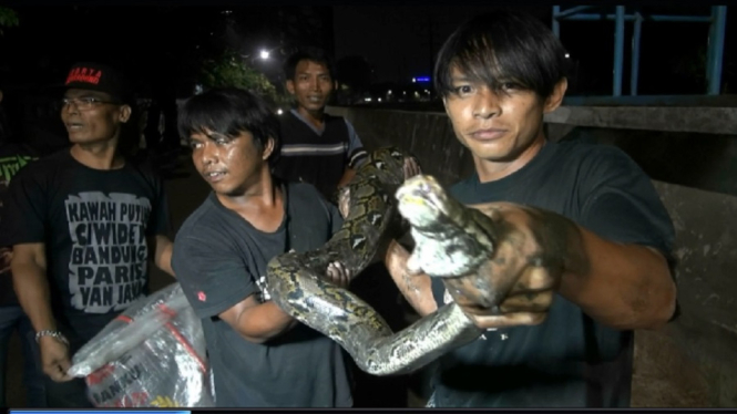 Kenyang Makan Kucing, Sanca Ditangkap