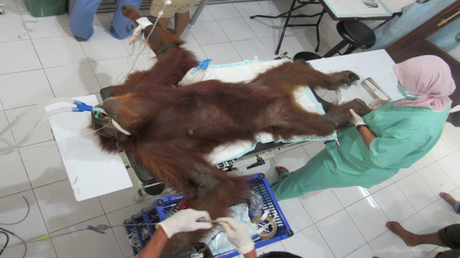 7 dari 74 Peluru Sudah Diangkat, Kondisi Orangutan Sumatera Membaik