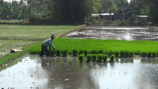 Petani di Magetan Keluhkan Air Irigasi Kehitaman dan Bau Busuk. Tercemar Limbah Pabrik Gula?