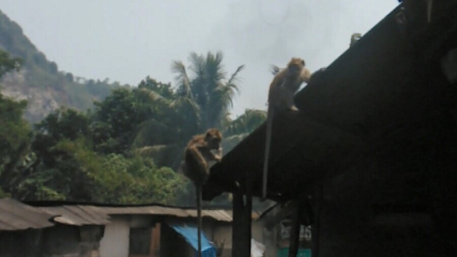monyet teror warga di Ciampea, Bogor