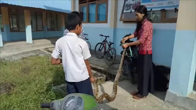 Viral.. Bu Guru Cantik Taklukan Ular Piton Dengan Panjang 2 Meter Lebih