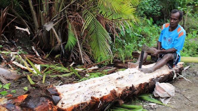 Bepetualang Mencari Ulat Sagu di Tana Papua (Bagian 2)