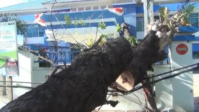 Seorang Warga Tewas Tertimpa Pohon Di Kantor Samsat Kota Kendari