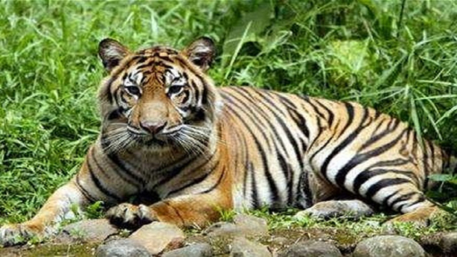 harimau sumatera