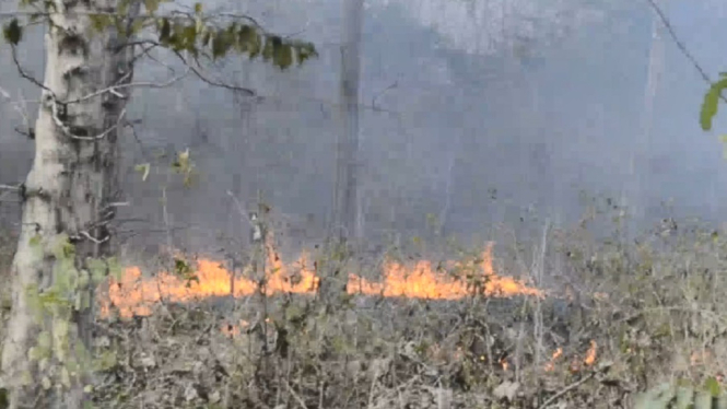 Kebakaran Taman Nasional Baluran