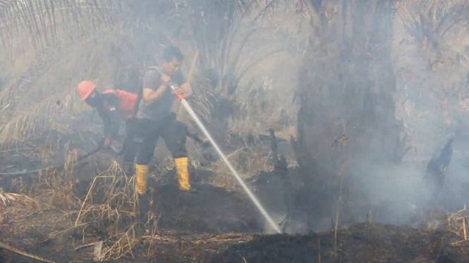 Dua hektar perkebunan sawit terbakar, meluas ke perkebunan warga