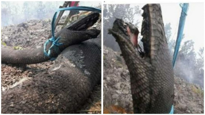 Heboh Viral Anaconda Mati di Hutan yang Terbakar, Ini Kenyataanya