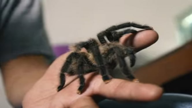 Pernah Membudidayakan Tarantula, Ternyata Sangat Menguntungkan Lho