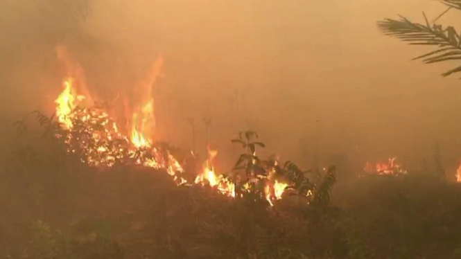 kebakaran hutan Jambi