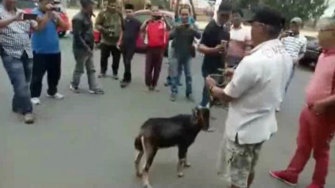 Bupatinya Ditangkap KPK, Warga Lampung Utara Bergembira Sembelih Kambing