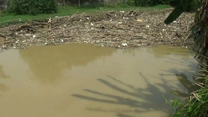 Sampah bambu tutupi aliran Sungai Cikeas (Foto: ANTV/Makhsanuddin Kurniawan)