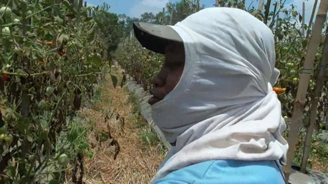 Sejumlah Petani Tomat di Lampung Merugi Ratusan Juta Rupiah