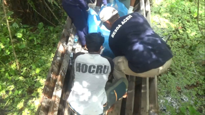 Orang Utan Ditemukan Mati Membusuk di Hutan Rawa Lae Treup, Aceh. Penyebabnya?