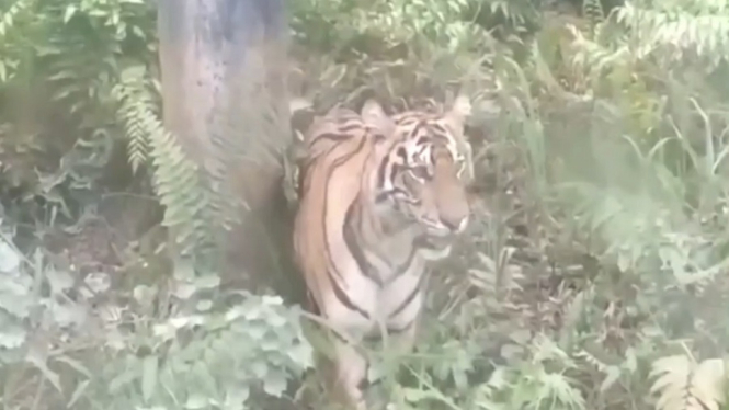 harimau di ladang