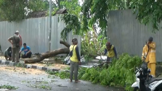 KUSNAEDI POHON TUMBANG 2