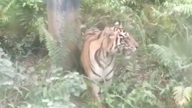 harimau sumatera terekam kamera trap 3