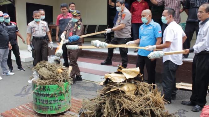 Polres Padangsidimpuan Musnahkan Barang Bukti 21 Kilogram Ganja