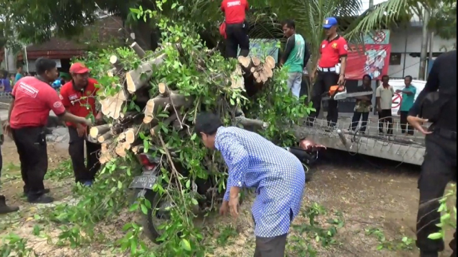 POHON TUMBANG TIMPA MOTOR