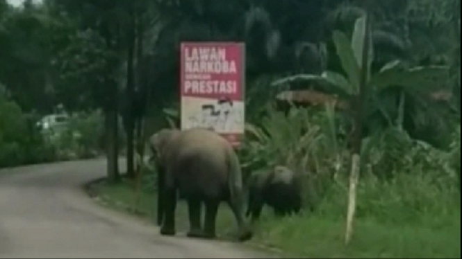 gajah masuk kampung 1